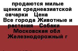 продаются милые щенки среднеазиатской овчарки › Цена ­ 30 000 - Все города Животные и растения » Собаки   . Московская обл.,Железнодорожный г.